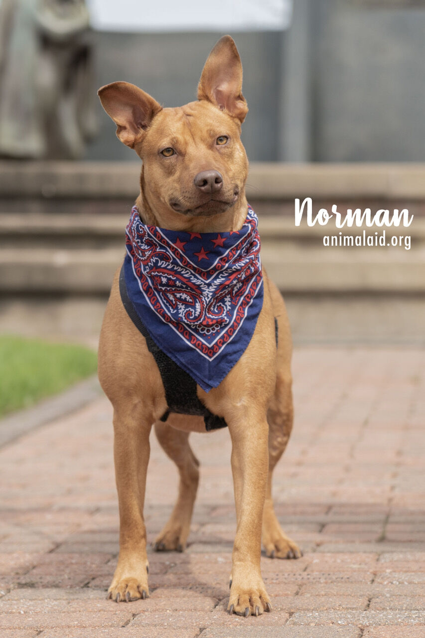 Norman
